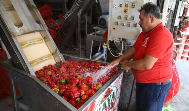 Gaziantep'te kışlık salça mesaisi başladı!