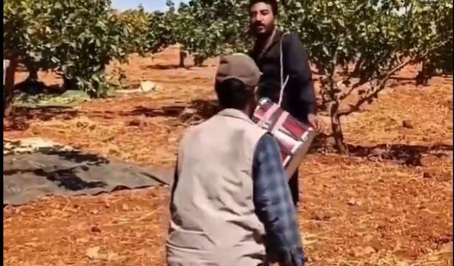 Gaziantep’te 'Boz Antepfıstığı' hasadı başladı! Renkli görüntüler…