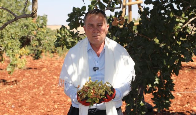 Antepfıstığında hasat heyecanı! Doğan hayat heyecanına ortak oldu