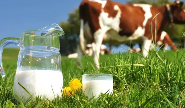 TÜİK verileri paylaştı! 995 bin 463 ton inek sütü toplandı