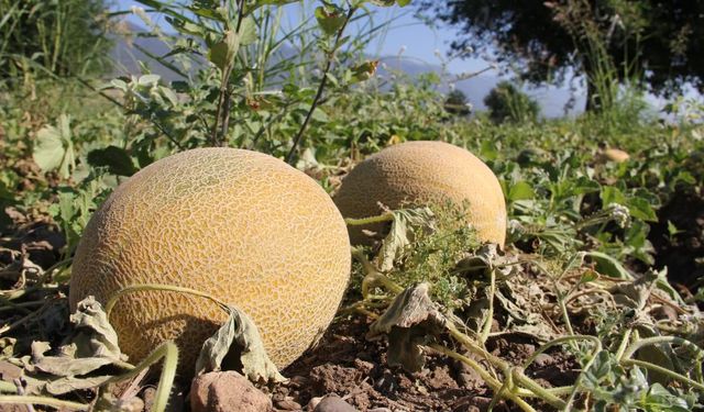 Kavun hasadı üreticinin yüzünü güldürdü! Rekolte de kalite de yüksek...