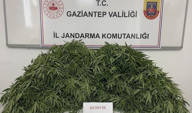 Gaziantep’te yasadışı kenevir ekimine jandarma operasyonu