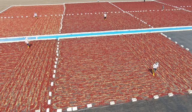 Gaziantep'te acılarını güneşten çıkartıyorlar