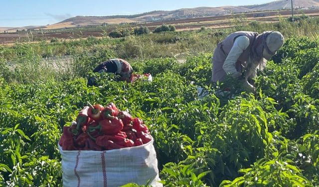 Tarlalardan sofralara acı yolculuk başladı! Hareketlilik en üst seviyeye ulaştı