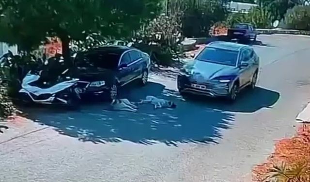 Otomobiliyle köpeklerin üzerinden geçti! O anlar kamerada…