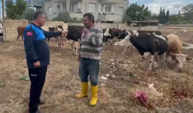 Gaziantep’te ekipler kayıp hayvanlar için seferber oldu
