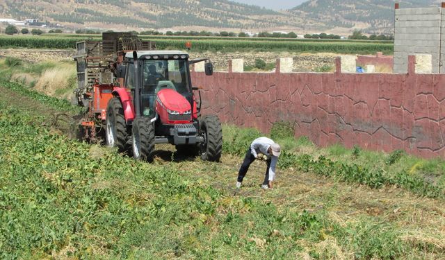 Gaziantep’te hasat sevinci