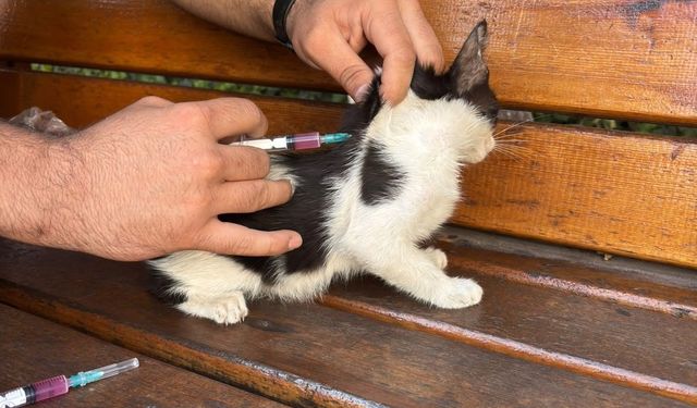 Hayvan dostu GKV’li öğrencilerden örnek davranış