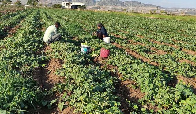 Gaziantep'te turşuluk acur hasadı başladı: Tarladaki fiyatı şaşırttı!