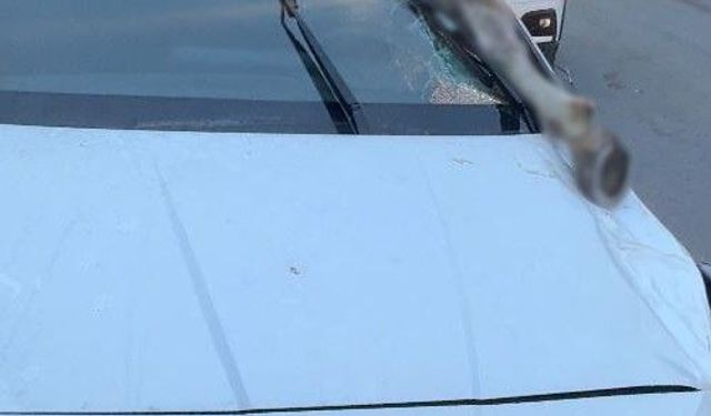 Korkunç kazada akılalmaz olay! Atın kopan bacağı otomobile saplandı