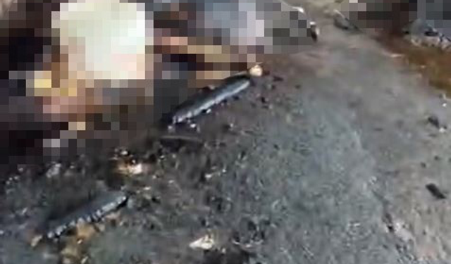 Ahır yangını faciayla sonuçlandı! 24 büyükbaş hayvan telef oldu