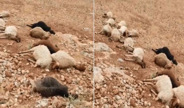 Gaziantep’te fırtınanın bilançosu ağırlaşıyor! Onlarca hayvan telef oldu…