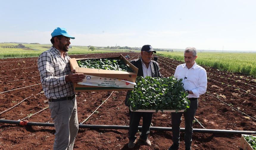Başkan Tahmazoğlu Çiftçilerle Birlikte Fide Dikti