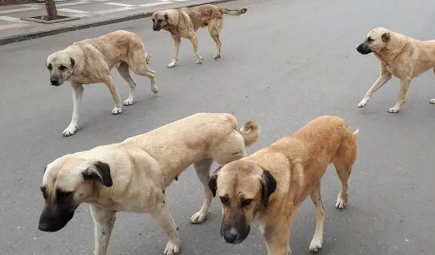Gaziantep’in komşu ilindeki köpek saldırısında yeni gelişme! Bakanlık açıkladı! Yakından takip ediliyor