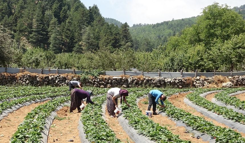 Gaziantep’te kadınlar devlet desteğiyle çilek bahçesi kurdu