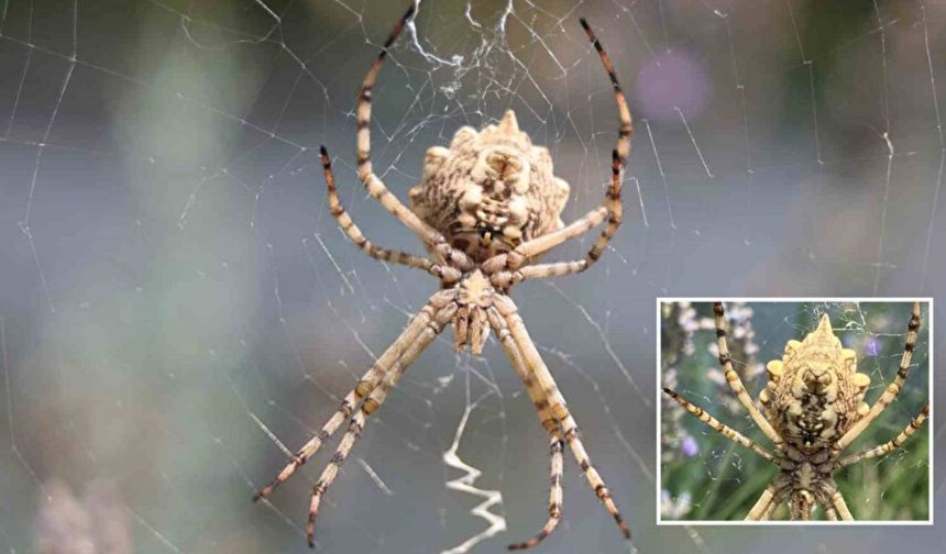 Dünyanın En Zehirli Örümceklerinden Biri Türkiye'de Görüldü!