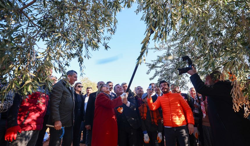 Gaziantep'te hasat sevinci... Şahin ve protokol üyeleri zeytin topladı