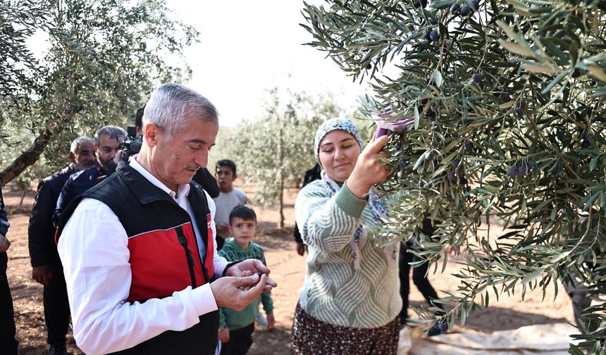 Tahmazoğlu, zeytin hasadına katıldı