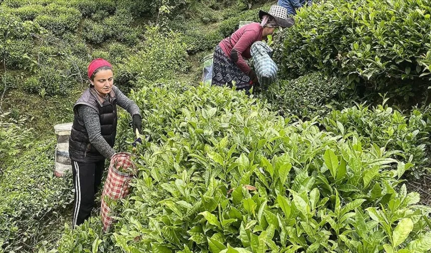 Yaş çay alım fiyatı açıklandı