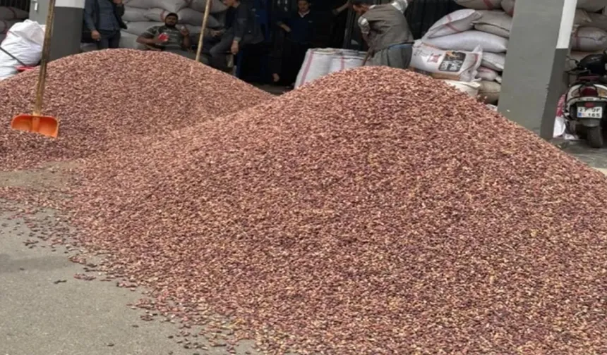 Gaziantep’te 300 Milyonluk fıstık vurgunu!