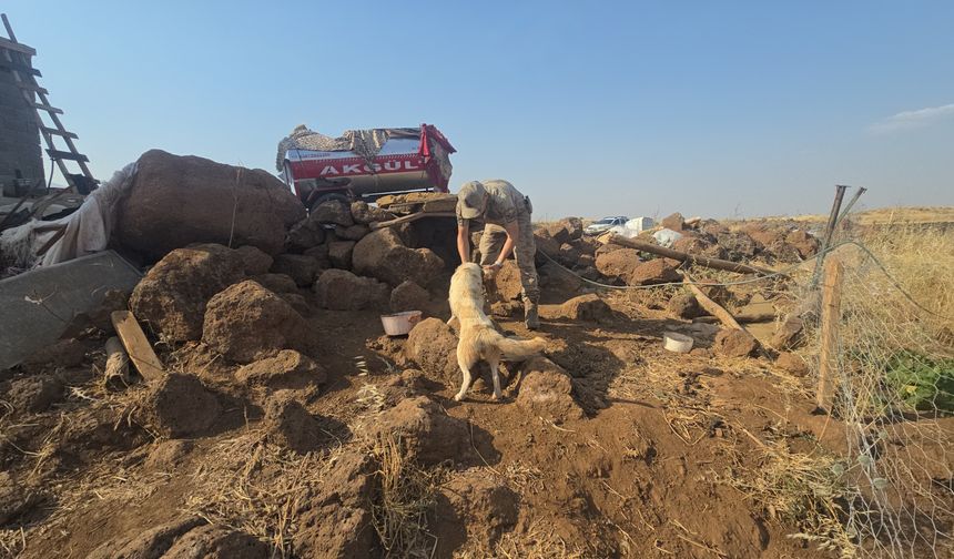 Gaziantep'te anız yangınında mahsur kalan köpekleri jandarma kurtardı