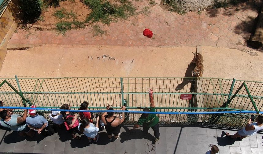 Gaziantep Doğal Yaşam Parkı'nda buzlu kokteyllerle serinliyorlar