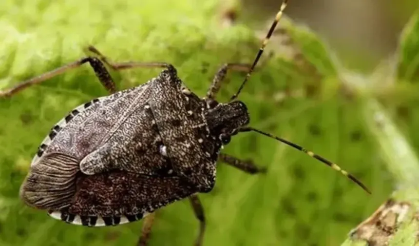 Kahverengi kokarca alarmı! Bakanlık harekete geçti