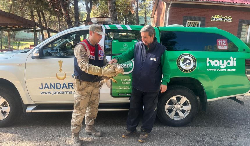 Gaziantep’te yaralı kartal bulundu!
