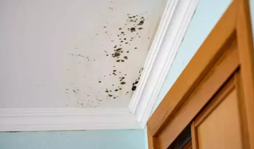 Herkes Aynı Hatayı Yapıyor: Duvarların Arkasındaki Şaşırtan Gerçek