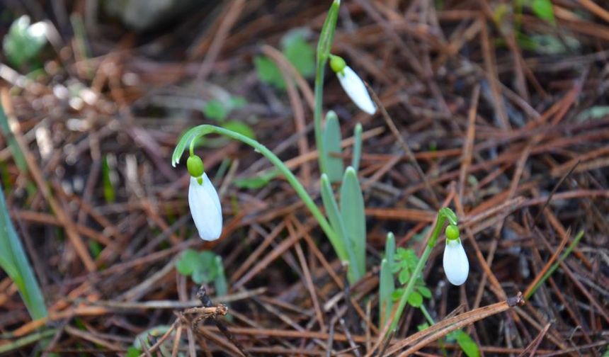 Bu çiçeği koparmanın bedeli dudak uçuklatıyor! 699 bin…