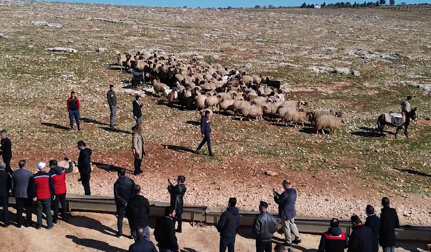 Şahinbey Gaziantep'te 75 milyon metrekarelik mera alanını gübreledi