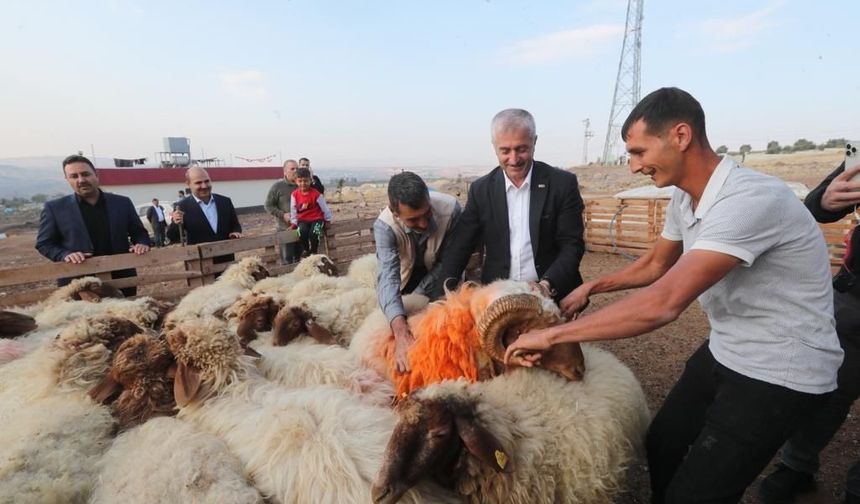 Şahinbey’den hayvancılığa büyük destek