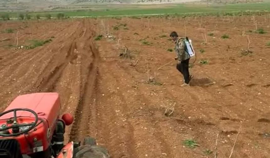 Araban'da Antep fıstığı tarlalarında yabancı otlarla ilaçlı mücadele!