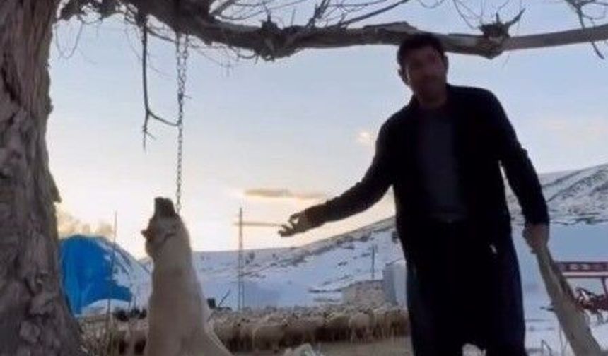 Köpeği ağaca asarak öldürdü: Şahıs gözaltında