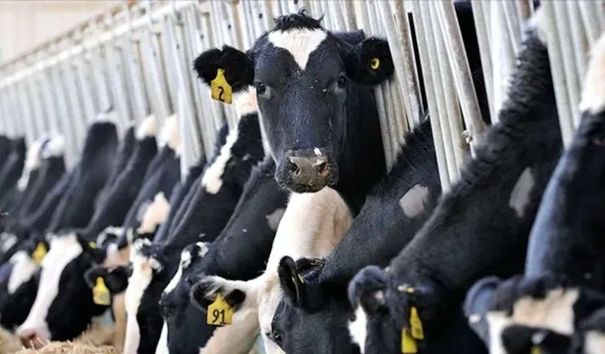 TÜİK verileri açıkladı! 887 bin 774 ton inek sütü toplandı