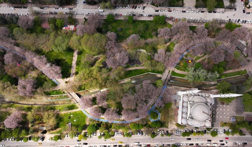 Gaziantep'te çiçek açan pavlonyalar parkları renklendirdi!