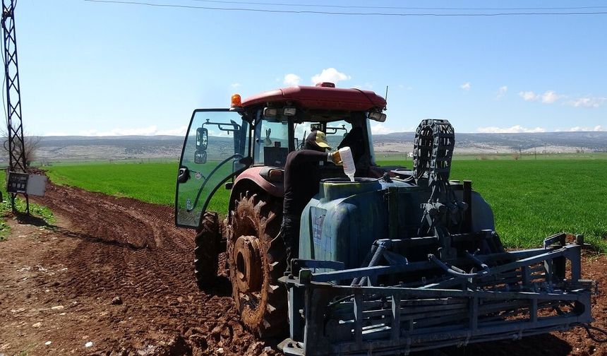Gaziantep’te Araban sarımsağında yüksek rekolte ve kaliteli ürün bekleyişi
