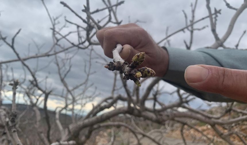 Gaziantep’te kar ve yağmur bereketi: Antep fıstığında kuraklık endişesi geçti