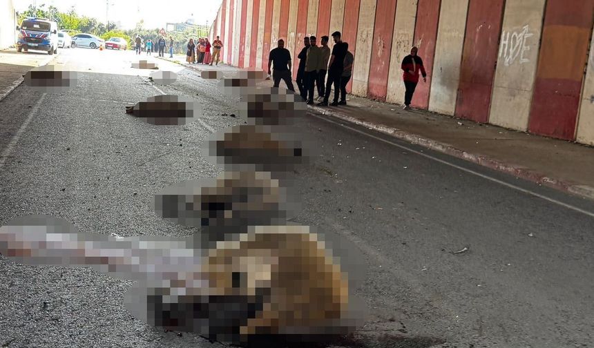 Otomobil sürüye daldı, 17 hayvan telef oldu