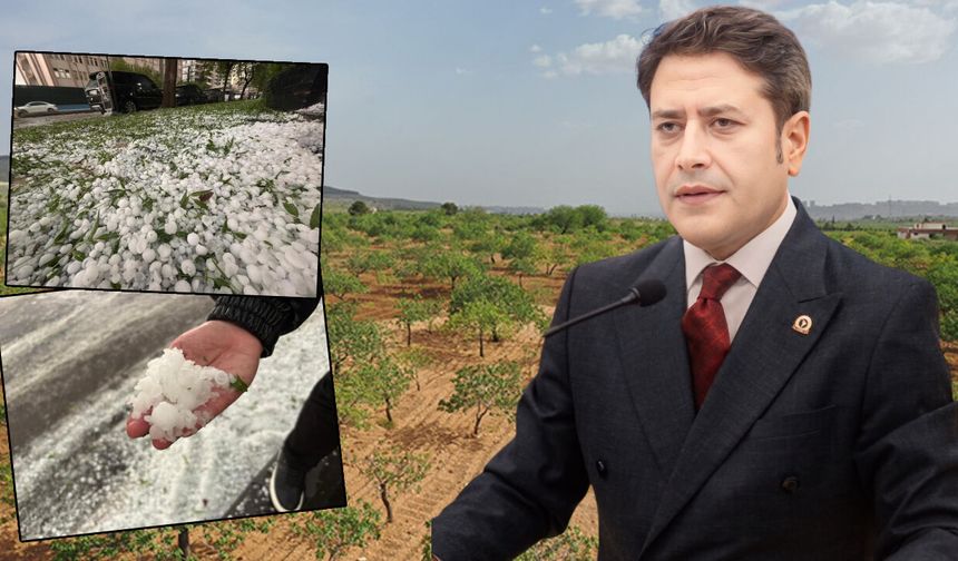 Gaziantep’i dolu vurmuştu! Milletvekili Şahin’den flaş açıklama! Devlet, çiftçilerin yanında…