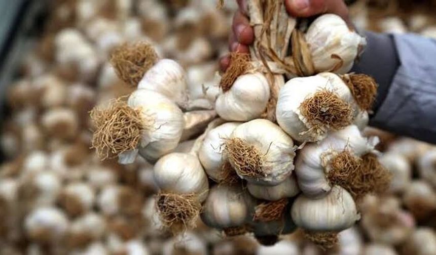 Gaziantep’in gururu! Araban Sarımsağı dünya sahnesinde! İlk 5’te yer aldı…