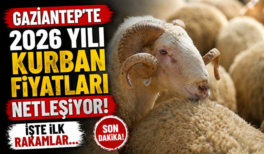 Gaziantep’te 2026 yılı kurbanlık fiyatları netleşiyor! İşte ilk rakamlar…
