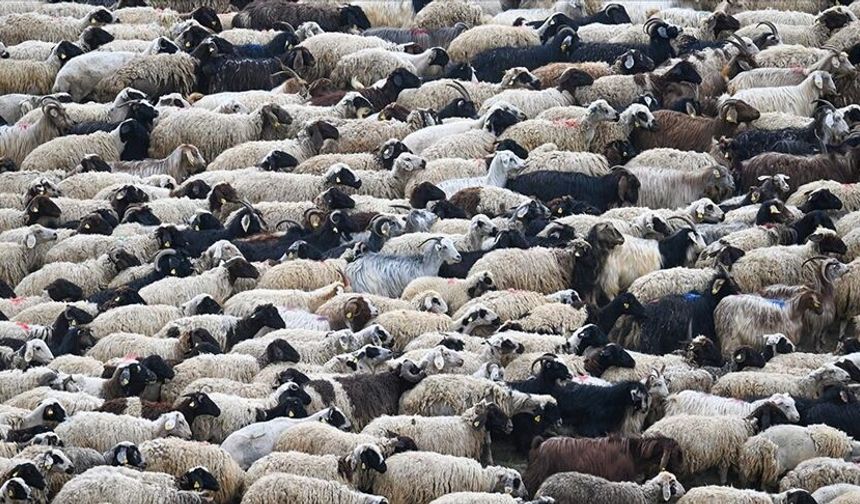 Küçükbaşa Destek Projesi'ne başvurular başladı: Bakan detayları açıkladı!