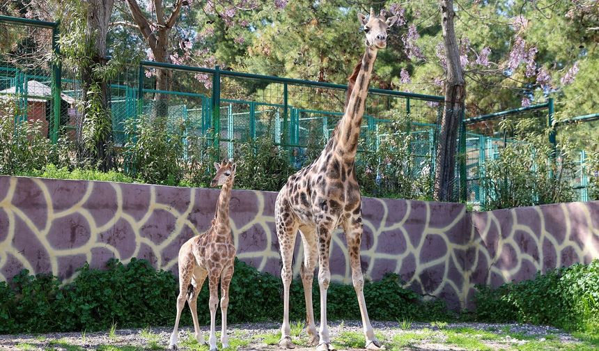 Türkiye’de doğan ilk zürafa yavrusu, Gaziantep Doğal Yaşam Parkı’nda
