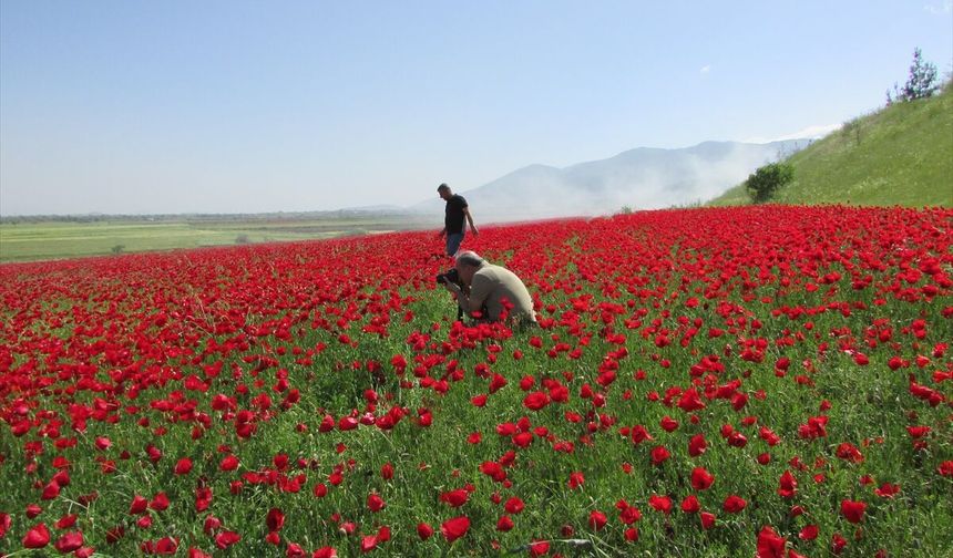 Gaziantep’te gelincik tarlaları görsel şölen sunuyor!