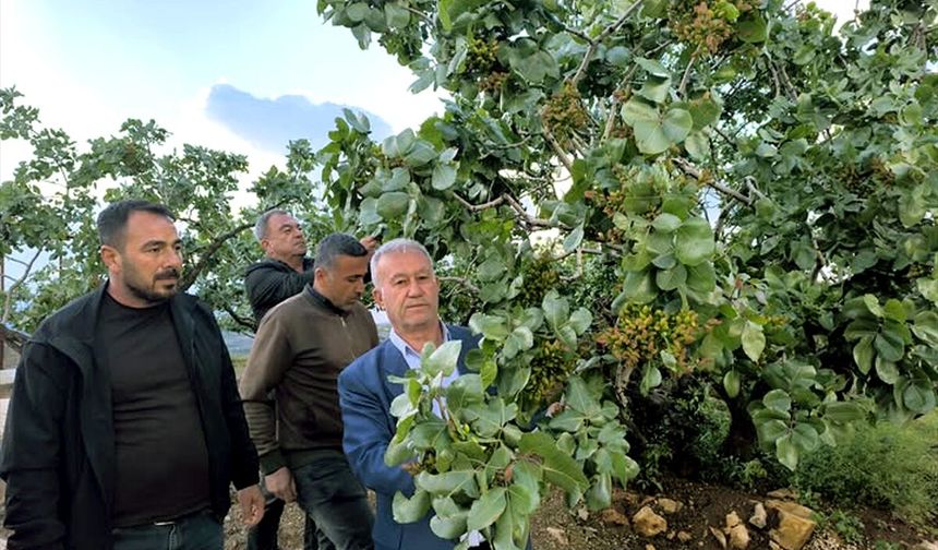 Gaziantep'te fıstık bahçelerindeki zarar incelendi
