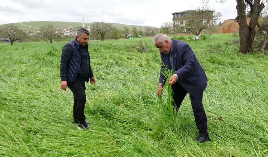 Gaziantep’te hububatı ‘süper hücre' vurdu! Binlerce dönüm arazi zarar gördü