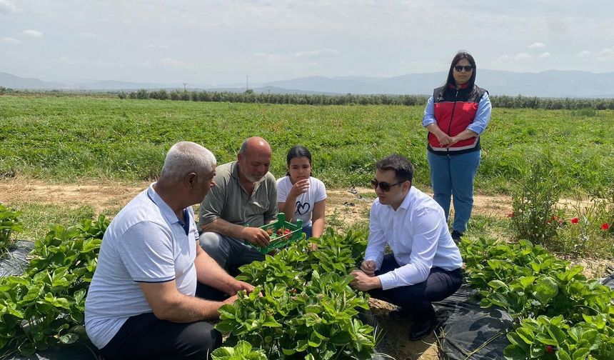 Gaziantep'in komşu ilinde çilek hasadı başladı
