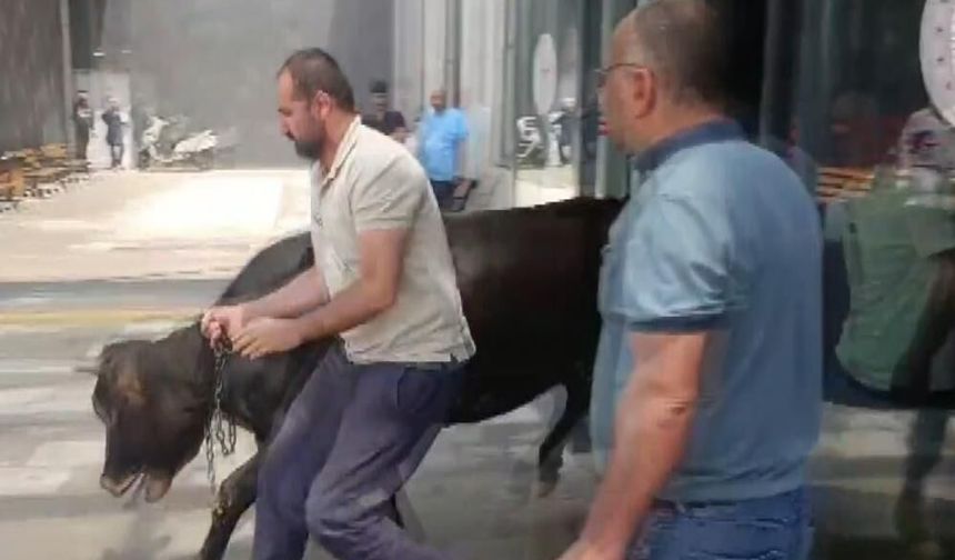 Gaziantep'te kaçan kurbanlık dana soluğu acil serviste aldı (VİDEOHABER)