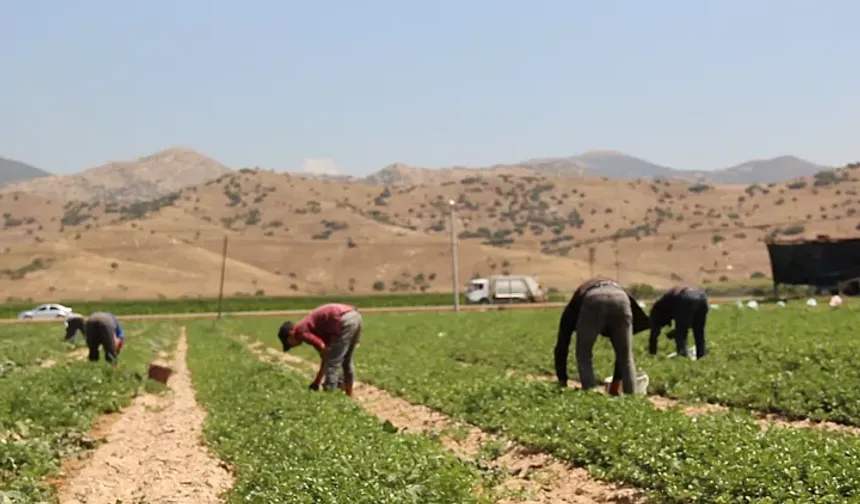 Gaziantep’te tarım işçileri sağlık taramasından geçirildi